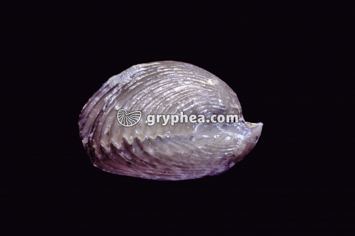 Rhynchonelle - vue latérale (Rhynchonella sp,) - gryphea.org